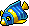 coralking_c18_angelfish
